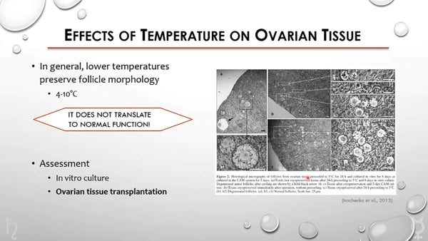 The importance of ovarian tissue transportation for fertility outcomes