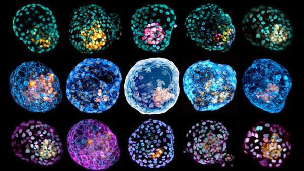 Session 68: Synthetic Embryology