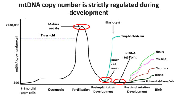 The Role of Mitochondria and Mitochondrial DNA in Reproduction
