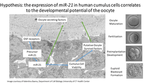 Cumulus Evaluation, Oocyte Competence and MiRNA