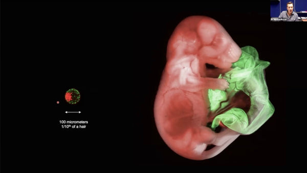 Blastoids: Modeling Early Development and Implantation with Stem Cells.