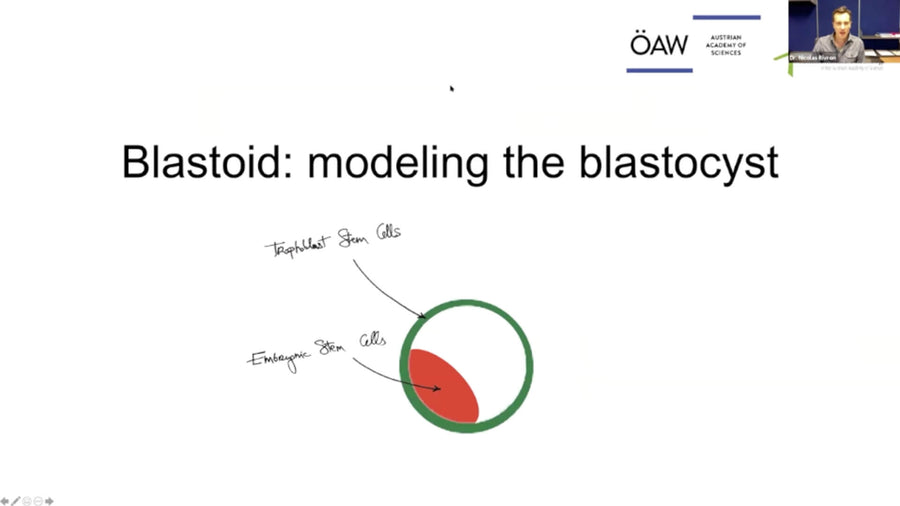 Blastoids: Modeling Early Development and Implantation with Stem Cells.
