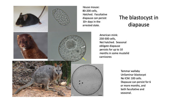 Embryonic Diapause: the Real Arrested Development.