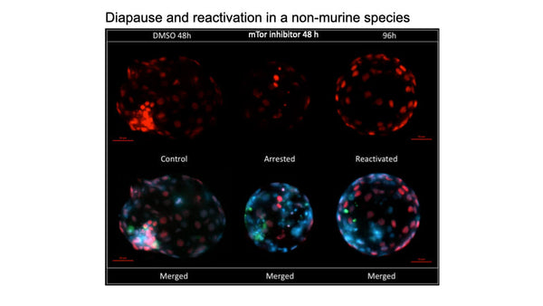 Embryonic Diapause: the Real Arrested Development.