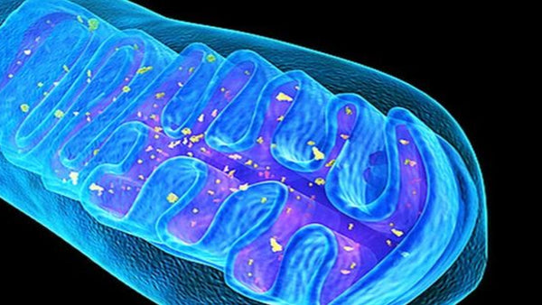 Germline Remediation of Mitochondrial DNA Diseases: Replace or Edit?