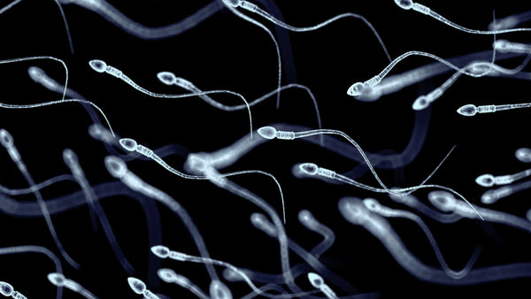 Session 11: Moving Sperm Forward