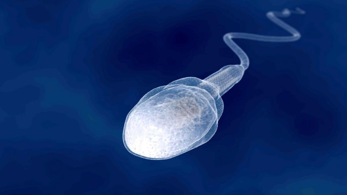 Session 33: Sperm Function – International IVF Initiative
