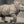 Session 26: Assisted Reproductive Technology in Endangered Species Conservation