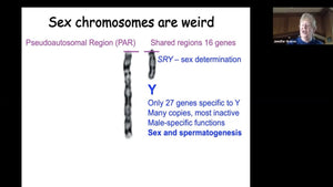 The Human Y Chromosome and the Future of Men