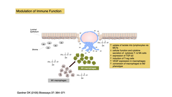 The Curious Case of Lactate, a Blastocyst and an Endometrium