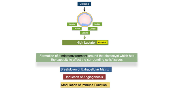 The Curious Case of Lactate, a Blastocyst and an Endometrium