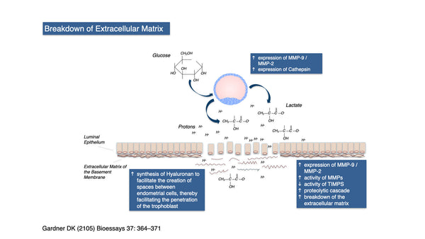 The Curious Case of Lactate, a Blastocyst and an Endometrium