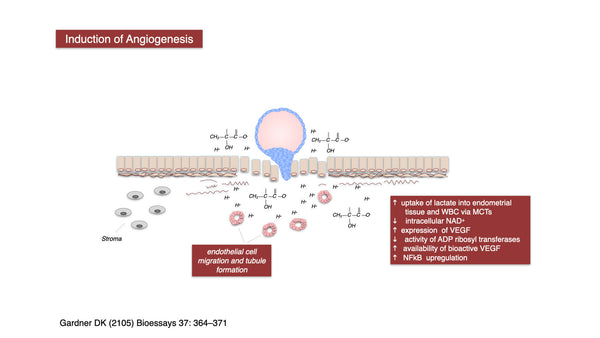 The Curious Case of Lactate, a Blastocyst and an Endometrium