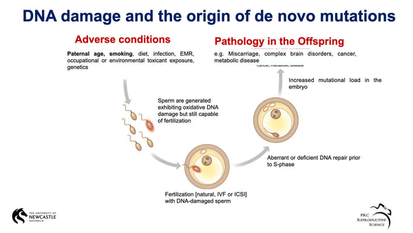 Paternal aging and spontaneous mutations in the embryo: potential causes and consequences