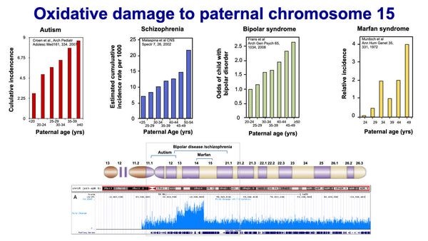 Paternal aging and spontaneous mutations in the embryo: potential causes and consequences