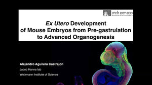 Ex utero Mouse Embryogenesis from Pre-gastrulation to Advanced Organogenesis