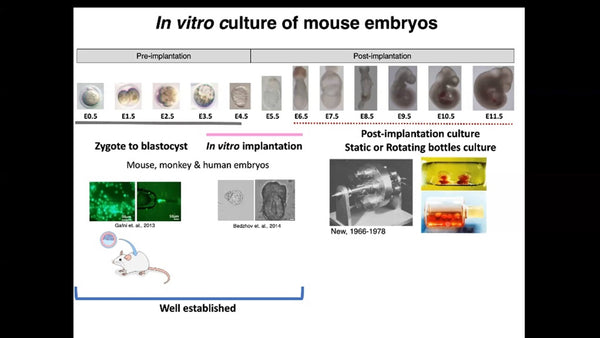 Ex utero Mouse Embryogenesis from Pre-gastrulation to Advanced Organogenesis