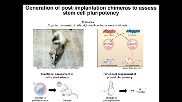 Ex utero Mouse Embryogenesis from Pre-gastrulation to Advanced Organogenesis