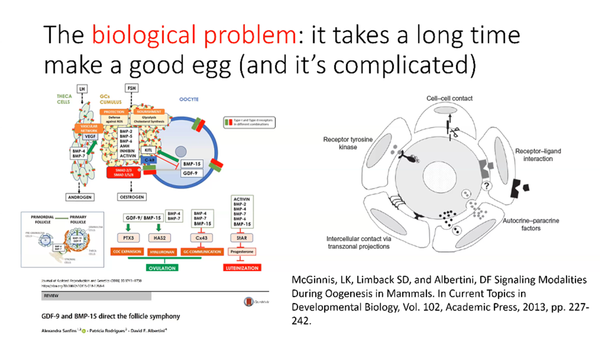 How Oocyte Maturation Regulates the Human Embryos' Developmental Competence