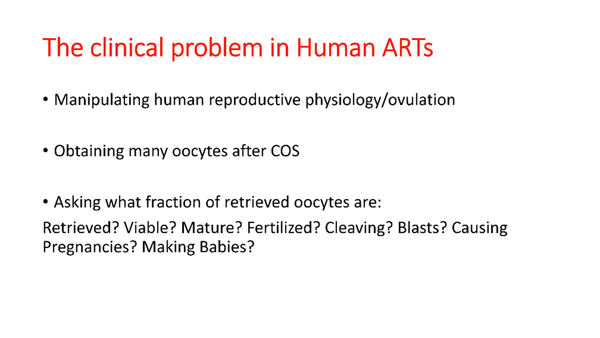 How Oocyte Maturation Regulates the Human Embryos' Developmental Competence