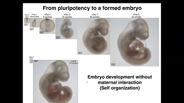 Ex utero Mouse Embryogenesis from Pre-gastrulation to Advanced Organogenesis