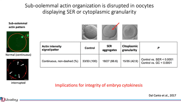 The Continuum Between Oocyte Maturation and Early Development