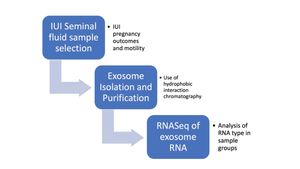 Isolation, Purification and Initial RNA Sequence Analysis of Seminal Fluid Exosomes between Pregnant and Non-Pregnant Intrauterine Insemination Pregnancies