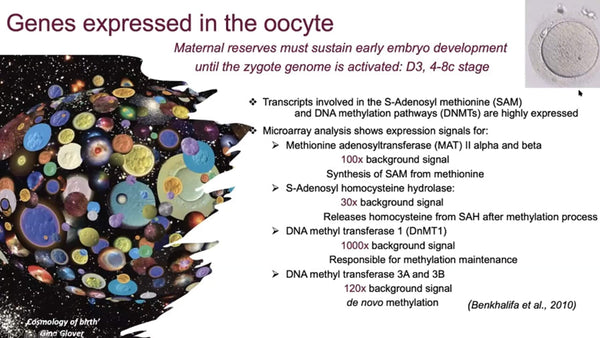 The Embryo in Culture: Imprinting, Oxidative Stress and Epigenetic Homeostasis