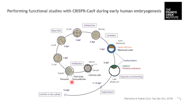 Frequent Loss-of-Heterozygosity in CRISPR-Cas9-edited Early Human Embryos