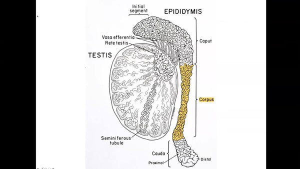 Session 57: A Discovery of Sperm