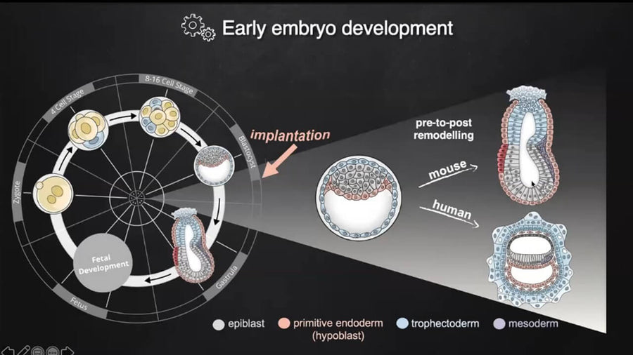 Reconstructing Mammalian Early Embryogenesis In Vitro with Stem Cells
