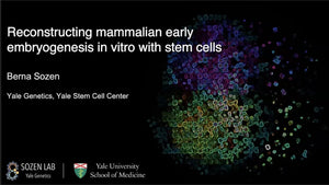 Reconstructing Mammalian Early Embryogenesis In Vitro with Stem Cells