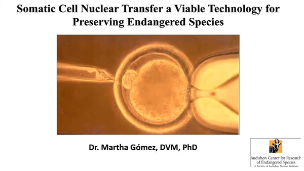 Cloning- an Assisted Reproductive Technology That Works for the Preservation of Endangered Species