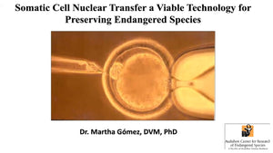 Cloning- an Assisted Reproductive Technology That Works for the Preservation of Endangered Species