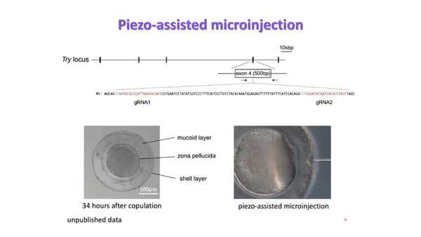 Transgenesis and Their Use in Animal Models for Human Reproduction